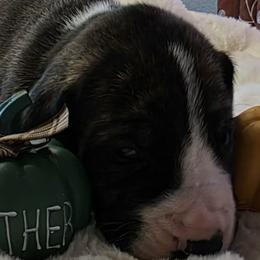 Rolo - Brindle male Great Dane puppy in Albany, Oregon from Red Cloud Australian Shepherds and DeGray Great Danes & Bulldogs
