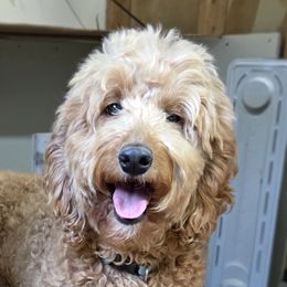 Caroline - Labradoodle