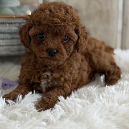 Kai - Red  female Poodle puppy in Lagrange, Indiana from Heavn Sent Acres