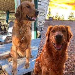 Golden Retriever puppies from Legacy Ranch Golden Retrievers