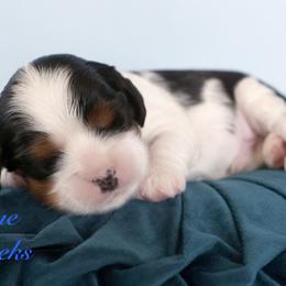 Blue - Tri-color male Cavalier King Charles Spaniel puppy in Flagstaff, Arizona from Cadelia Cavalier King Charles Spaniels