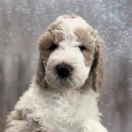 Willie (green collar) - Parti Goldendoodle puppy in Modesto, California from HoneyBee’s Doodles and Poodles