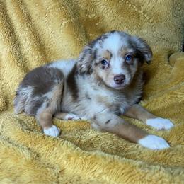Girl 3 - Red merle female Miniature Australian Shepherd puppy in Hokes Bluff, Alabama from Alegria Toy Aussies