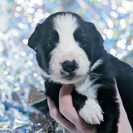 Arrow - Black and white male Border Collie puppy in Raccoon, Kentucky from Skyline Border Collies
