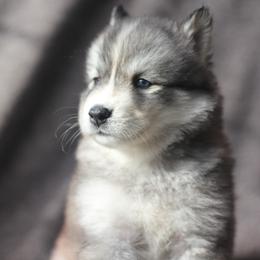 Siberian Husky Puppies from Cascade Siberians