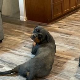 Rottweilers from Blair Ranch Rottweilers