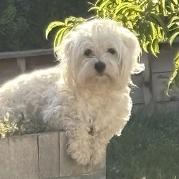 Hedwig - Coton de Tulear