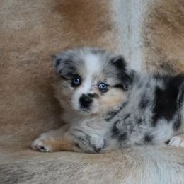 Peace - Blue merle Miniature Australian Shepherd puppy in Sw, Wisconsin from Driftless Australian Shepherds