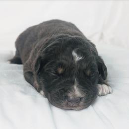 Boy 1 Red - Red tri-color male Australian Shepherd puppy in Yakima, Washington from Naches Heights Ranch