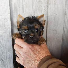 Girl 2 - Black and gold female Yorkshire Terrier puppy in Jamestown, Tennessee from Green Ridge