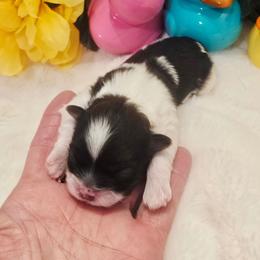 Pepper - Black and white female Shih Tzu puppy in Fallon, Nevada from Grandma Ts Precious Puppies