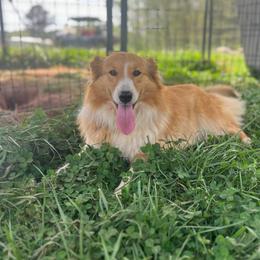 Lassie - Old Time Scotch Collie