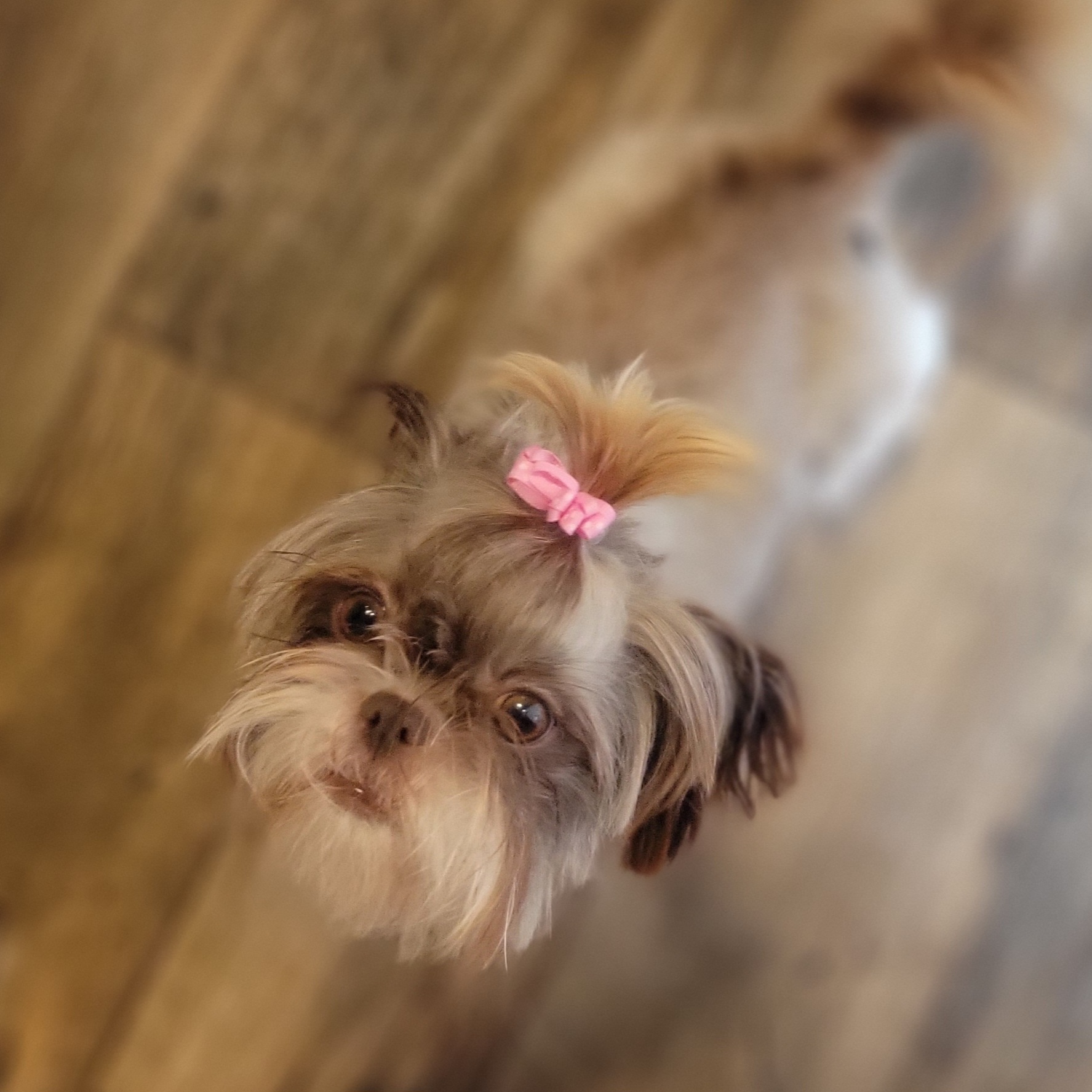 Kaluaha - Shih Tzu