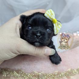 Korean Dollface Buttercup - Black female Morkie puppy in Barren Springs, Virginia from Seeking Shalom Acres Maltese, Maltipoos & Havamalts
