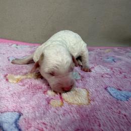 Pearl - Parti female Poodle puppy in Stilwell, Oklahoma from LR&R Dog Co.