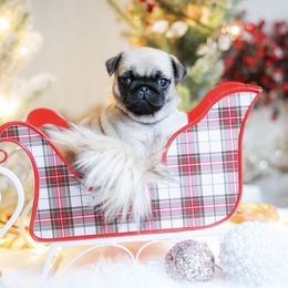 Coco - Fawn female Pug puppy in Placerville, California from Gold Leaf Farm Pugs