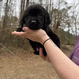 Boy 3 - Black male Labrador Retriever puppy in Ruth, Mississippi from Red White & True Labradors