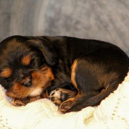 Honeymaren - Black and tan female Cavalier King Charles Spaniel puppy in Granite Falls, North Carolina from Country Life Cavaliers