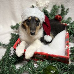 Collie and Yorkshire Terrier Puppies from Jolly Collies & Kingdom Elite Yorkshire Terriers
