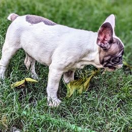 French Bulldog Puppies from G & K Frenchies LLC