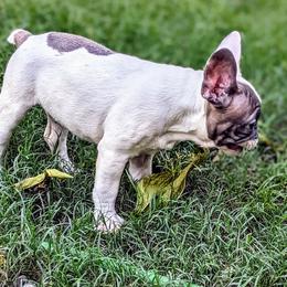 French Bulldog Puppies from G & K Frenchies LLC