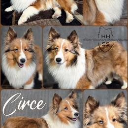 Circe - Shetland Sheepdog