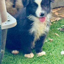 Black bi female - Black & white female Miniature Australian Shepherd puppy in Lemon Cove, California from Magic Ranch Mini Aussies