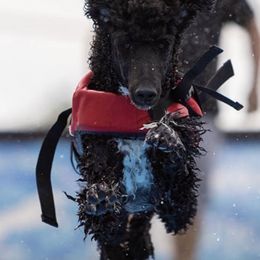 Poodles from Prehistoric Poodles