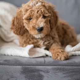 Goldendoodle Puppies from Dashing Doodle Pups