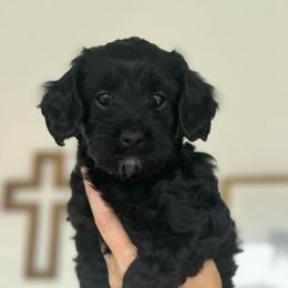 Coral - Black female Cavapoo puppy in Virginia Beach, Virginia from Son Kissed Puppy Co