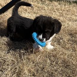 Rudolph - Black and white male American Corgi puppy in Temple, Texas from Silver Moon Cardigan Corgis