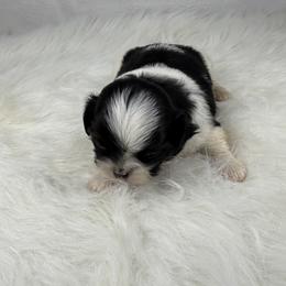 Roman - Black and white male Shih Tzu puppy in Columbia, Kentucky from Lisa Bandy Luxe Shih Tzu