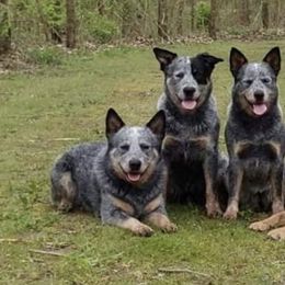 Australian Cattle Dogs from Silverwood Australian Cattle Dogs