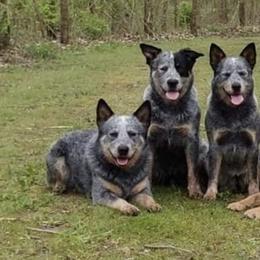 Australian Cattle Dogs from Silverwood Australian Cattle Dogs