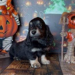 Merlin - Black and cream male Dachshund puppy in Floresville, Texas from Muddy River Dachshunds