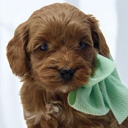 Australian Labradoodles, Cavapoos, and Goldendoodles from Comfort Doodle