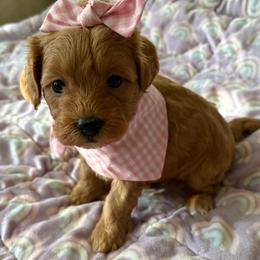 Marley - Red female Maltipoo puppy in Springtown, Texas from Bluebonnett Maltipoos and Cavapoos