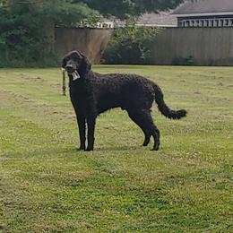 Rhys - Curly-Coated Retriever