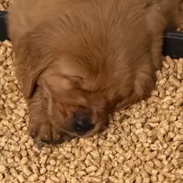 Casanova - Dark golden male Golden Retriever puppy in Orange City, Florida from Sidekick Retrievers