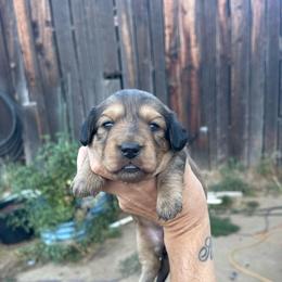 Ember - Cream female Dachshund puppy in Rogue River, Oregon from Bear Feet Dachshunds