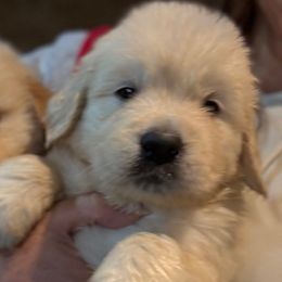 Boy 5 - Light golden male Golden Retriever puppy in Garrison, Montana from Mattiaci Goldens