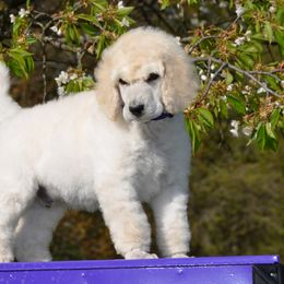 Poodle Puppies from D and D Standard Poodles
