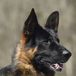 German Shepherds from Mojave German Shepherds