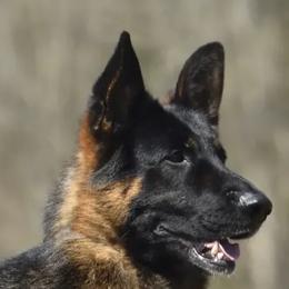 German Shepherds from Mojave German Shepherds