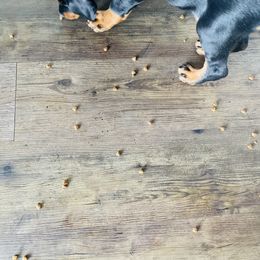 Doberman Pinscher Puppies from TeatreeDoberman