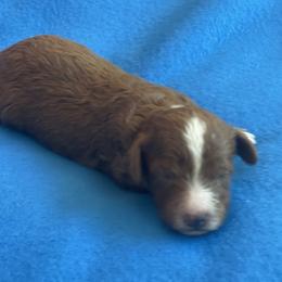Jasmine (No Collar) - Red  female Poodle puppy in Ogden, Utah from Bells Poodles