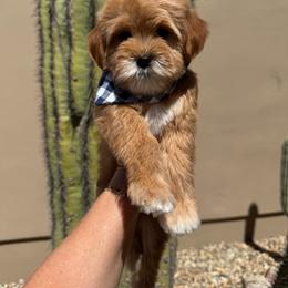 Oats - Apricot male Goldendoodle puppy in Goodyear, Arizona from GAMMIE’S DOODLES