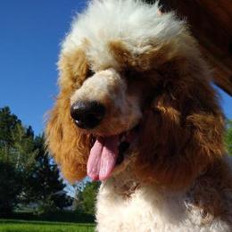 Rocky or Mr. Freckles - Poodle