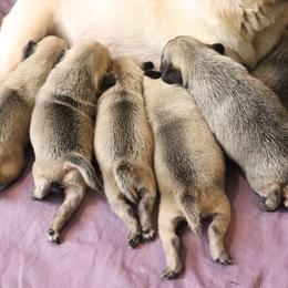 Pug Puppies from The Grumble Pack