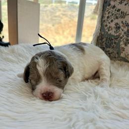 Prince Caspian - White and red merle male Bordoodle puppy in Valley Center, California from Circle R Valley Bordoodls